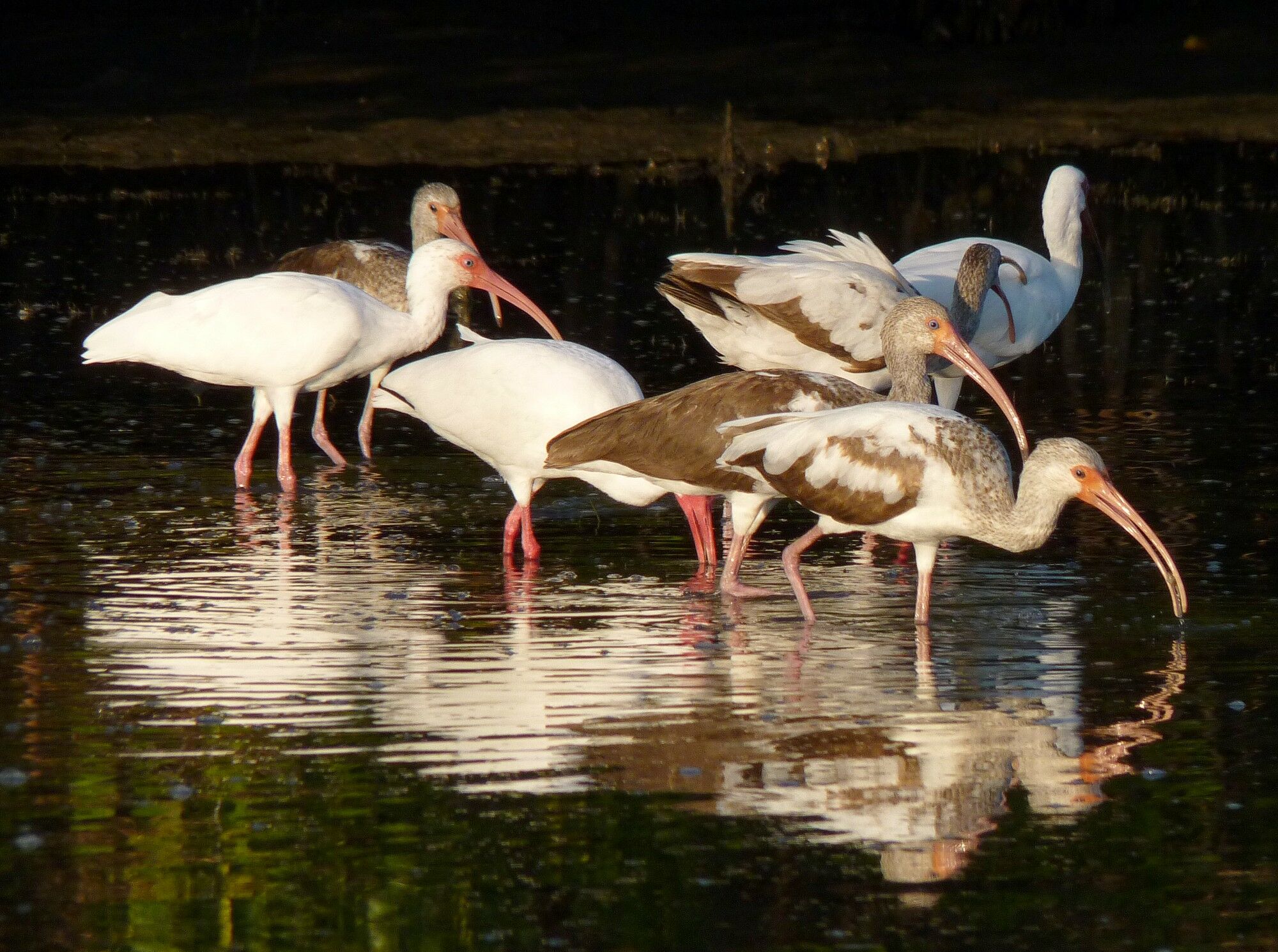 Click to See Next Image